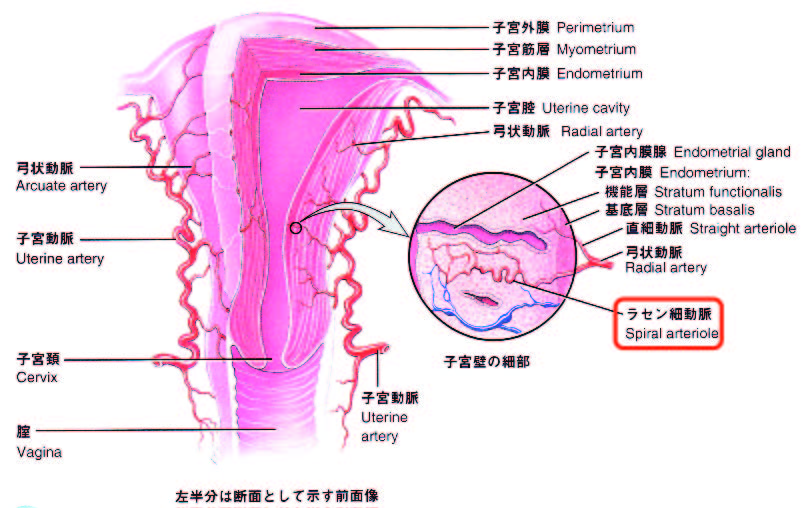 子宮解剖図
