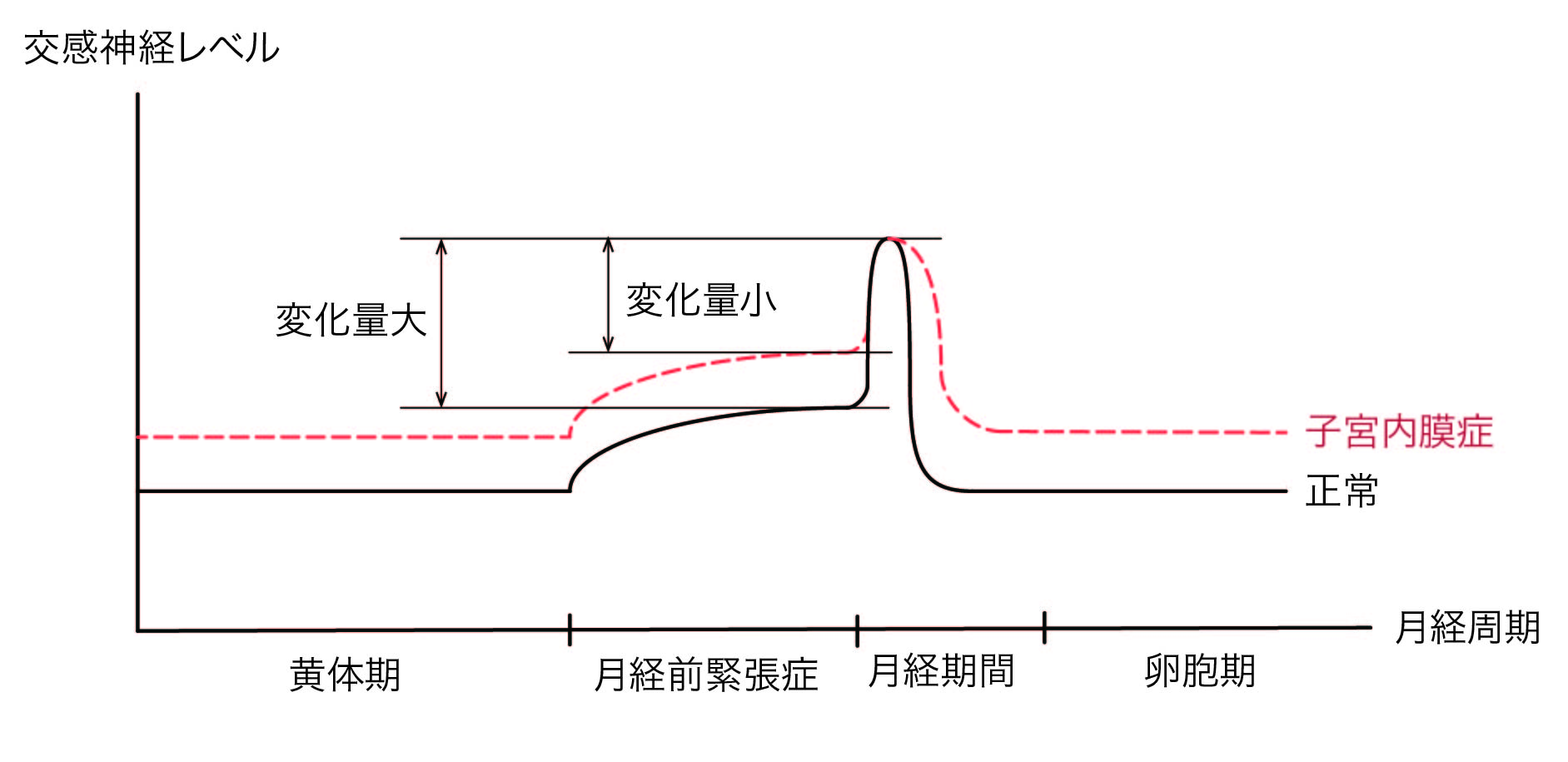 月経周期と交感神経レベル